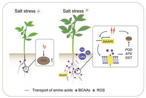 Amino acid pathway discovery offers new route to salt-resilient tomatoes