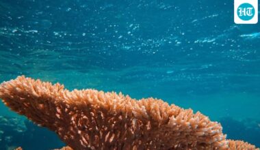 New ‘hairy’ coral species gets named after this Star Wars character