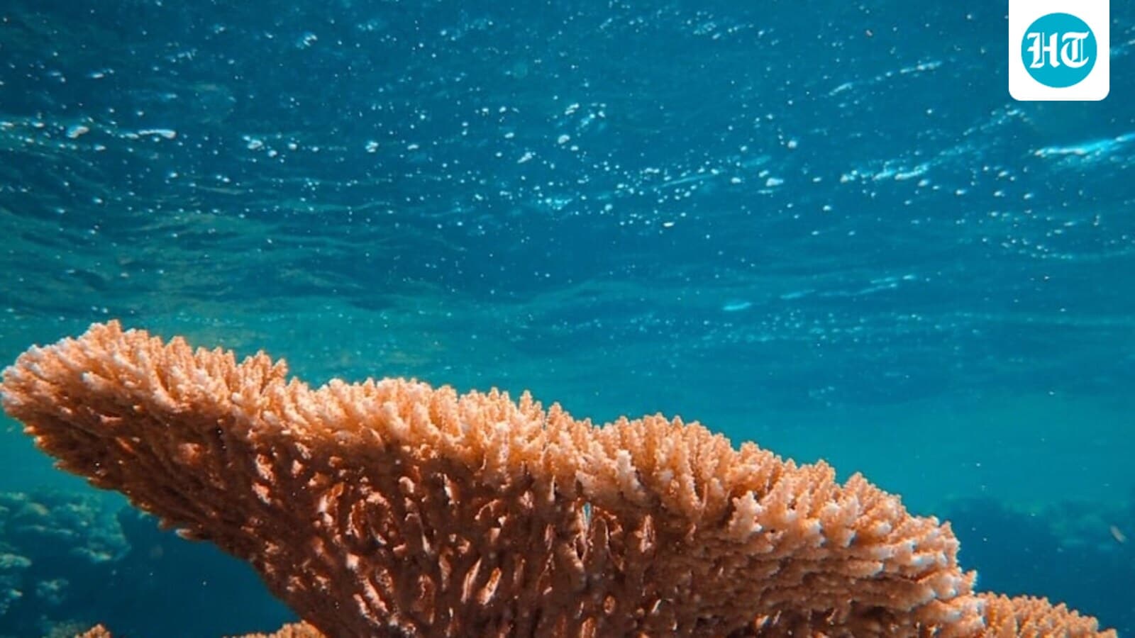 New ‘hairy’ coral species gets named after this Star Wars character