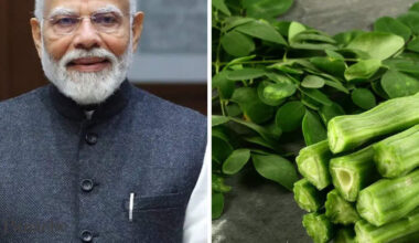PM Narendra Modi's daily diet include moringa leaves. Gastro specialist explains why this 'miracle leaf' is great for the digestive system