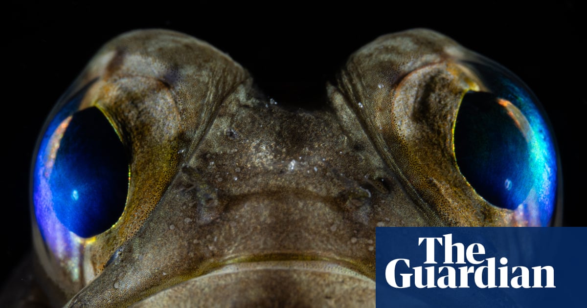 Ocean Photographer of the Year 2025 – in pictures | Art and design