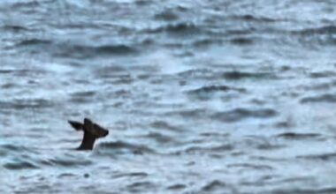 Have You Seen This? Deer swims past Ellis Island
