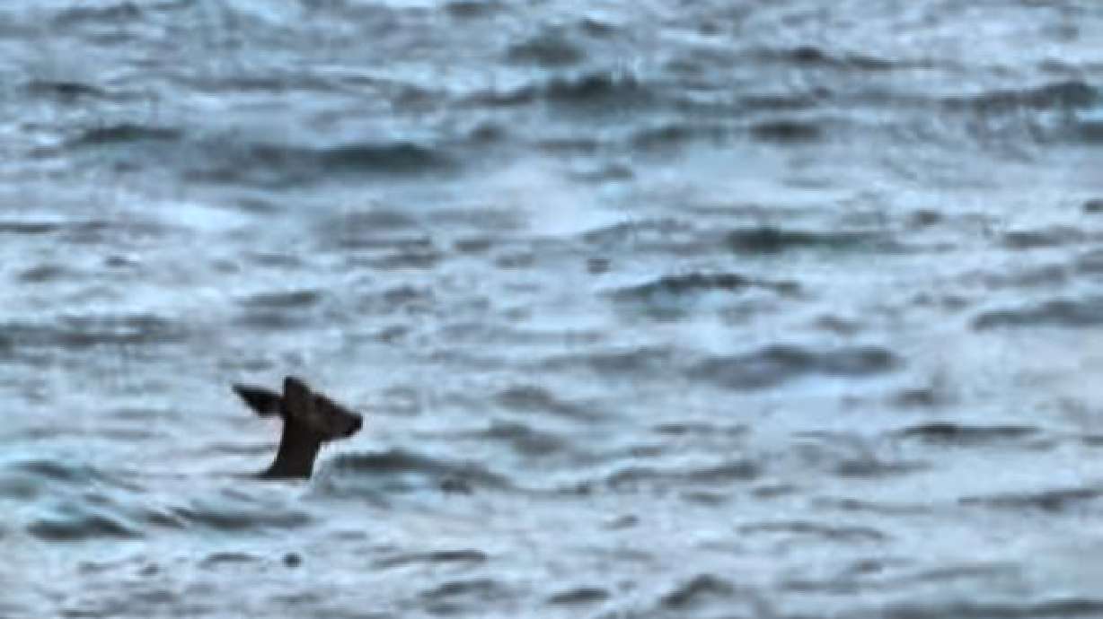 Have You Seen This? Deer swims past Ellis Island