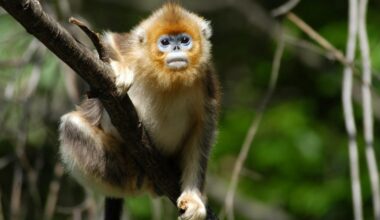 Rarest Monkeys Now Number Close to 2,000 Thanks to One Man's Jane Goodall-like Passion