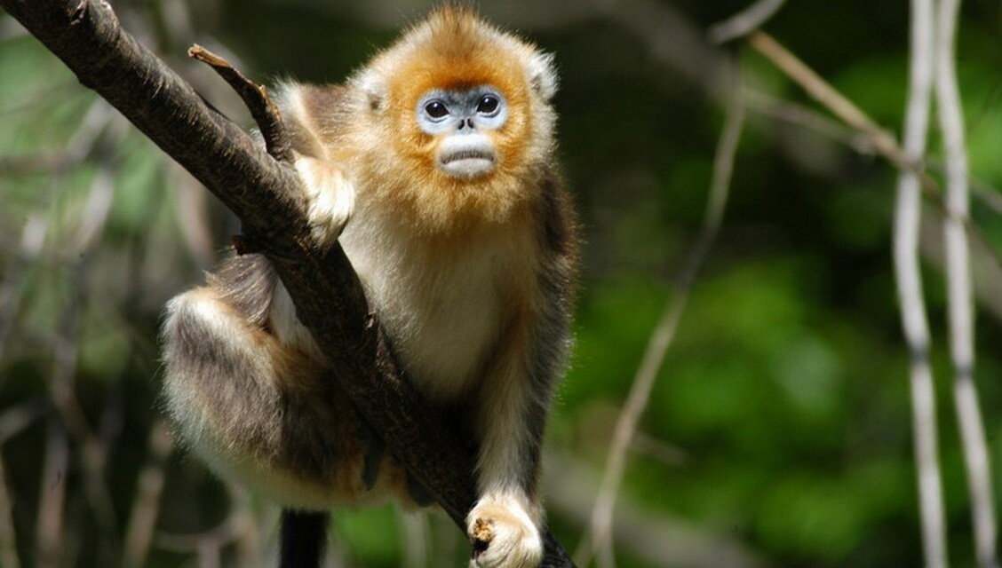 Rarest Monkeys Now Number Close to 2,000 Thanks to One Man's Jane Goodall-like Passion