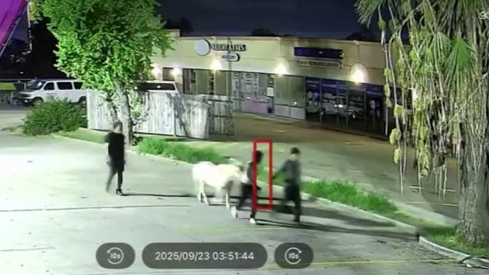 Family shares heartfelt moment with stolen N Houston pony after safe return