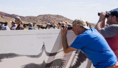 5 more critically endangered condors to be released near Utah. Here's how to watch