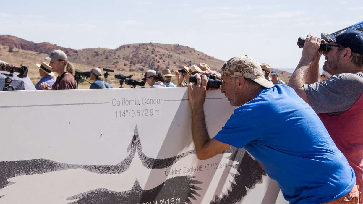 5 more critically endangered condors to be released near Utah. Here's how to watch