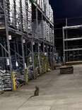 Lowe's Worker Hears A Strange Noise — Then Realizes A Little Animal Is Following Him
