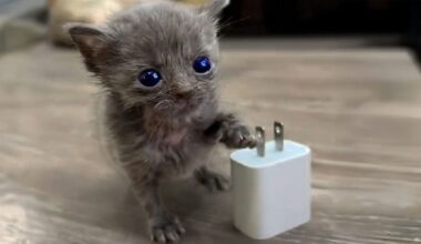 No One Thought This Micro Kitten Was Going To Survive — Then She Met A Friend