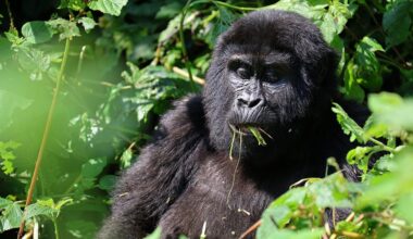 On World Gorilla Day, Some Good News