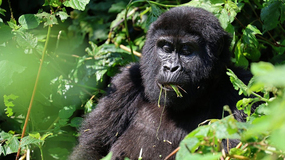 On World Gorilla Day, Some Good News