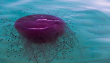 Stinging pink meanie jellyfish spotted washing ashore along Texas coast