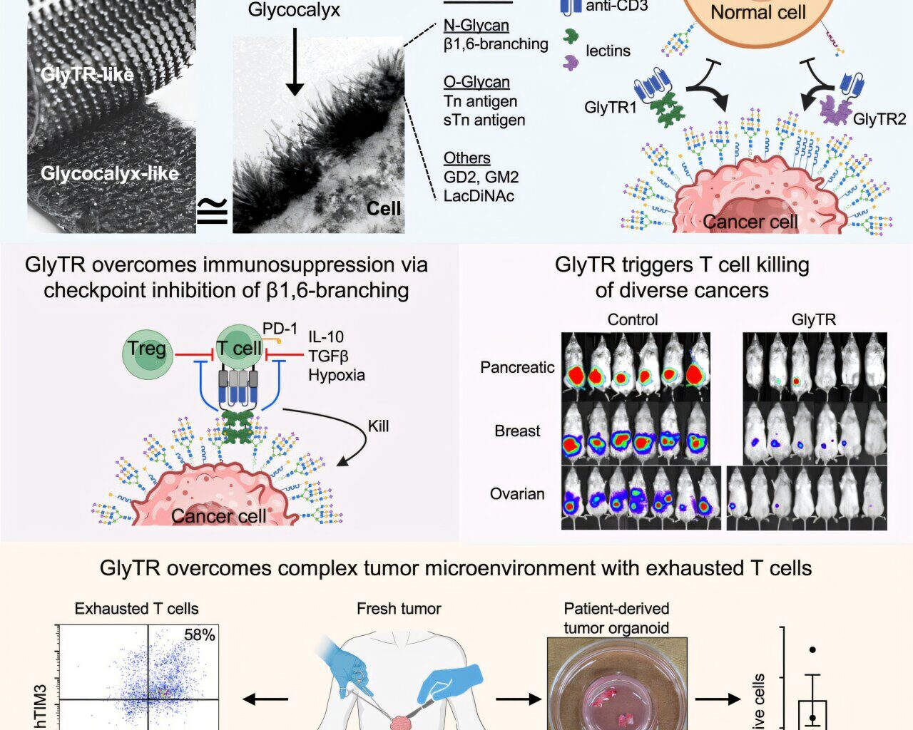 Unique pan-cancer immunotherapy destroys tumors without attacking healthy tissue