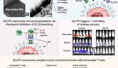 Unique pan-cancer immunotherapy destroys tumors without attacking healthy tissue