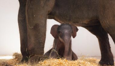 Fort Worth Zoo announces birth of female elephant calf, launches poll to pick a name