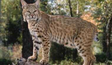 Pet bobcat escapes in northern Minnesota