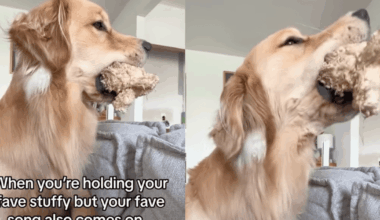 Video: Golden Retriever Wants To Sing While Holding His Toy in His Mouth & the Results Are Hilarious