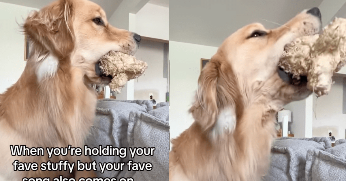 Video: Golden Retriever Wants To Sing While Holding His Toy in His Mouth & the Results Are Hilarious