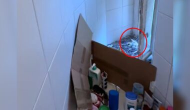 Woman Goes To Take A Shower And Finds A Nest With Babies Next To Her Soap