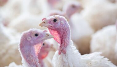 Nearly 35,000 turkeys killed off at central Utah facility as bird flu returns