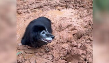 Elderly Dog Spends Hours Sinking In Mud — Until A Hero Finds Him Flailing
