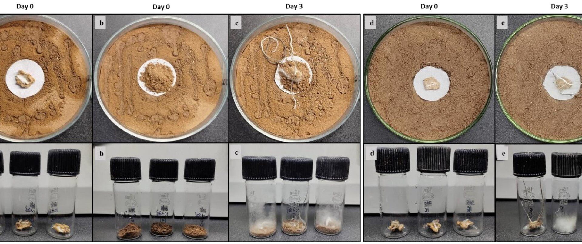 Termite observations reveal their sophisticated technique to prevent contamination in fungal crop