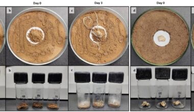 Termite observations reveal their sophisticated technique to prevent contamination in fungal crop