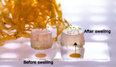 Super-absorbent hydrogel for soilless farming enables plants to thrive in drought conditions