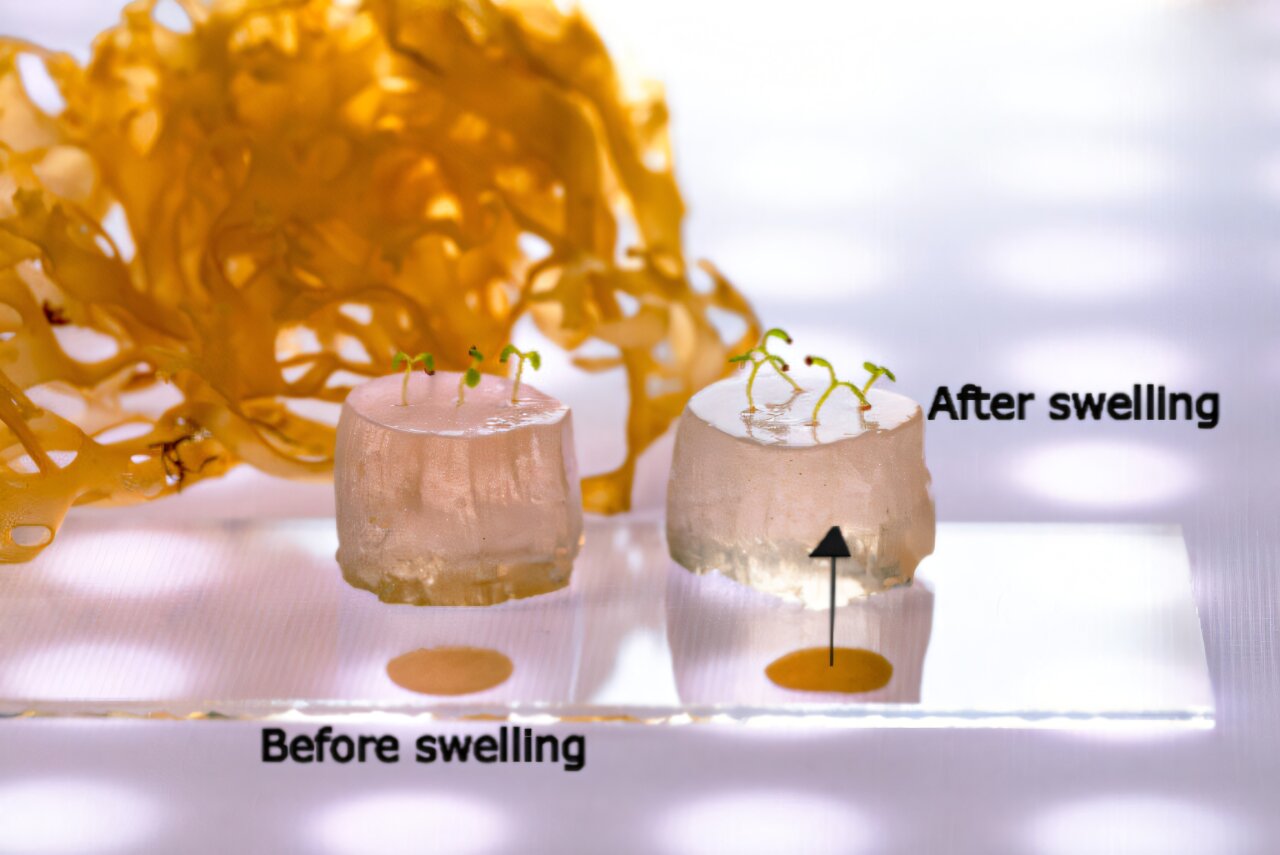 Super-absorbent hydrogel for soilless farming enables plants to thrive in drought conditions