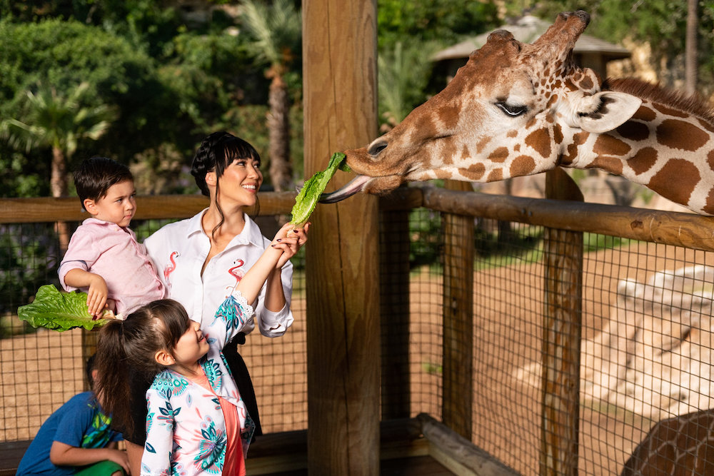 San Antonio Zoo offering free admission for teachers through Oct. 5