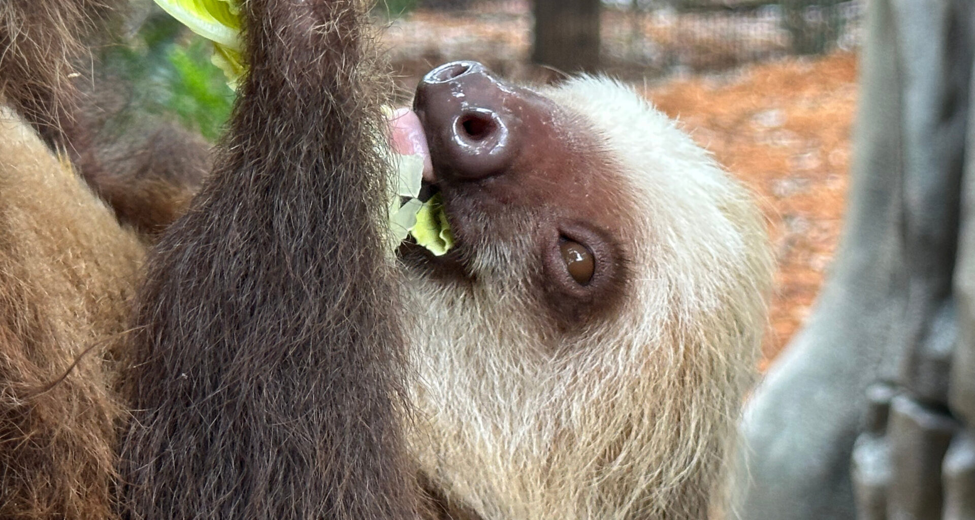 Golden lion tamarins and sloths become unlikely roommates at Palm Beach Zoo