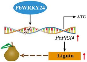 Unlocking the genetic key to pear russet skin