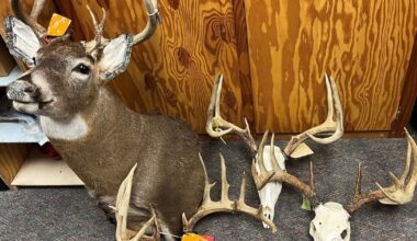 Headless deer in Upstate NY field leads to arrest of prolific poacher – This is CNY