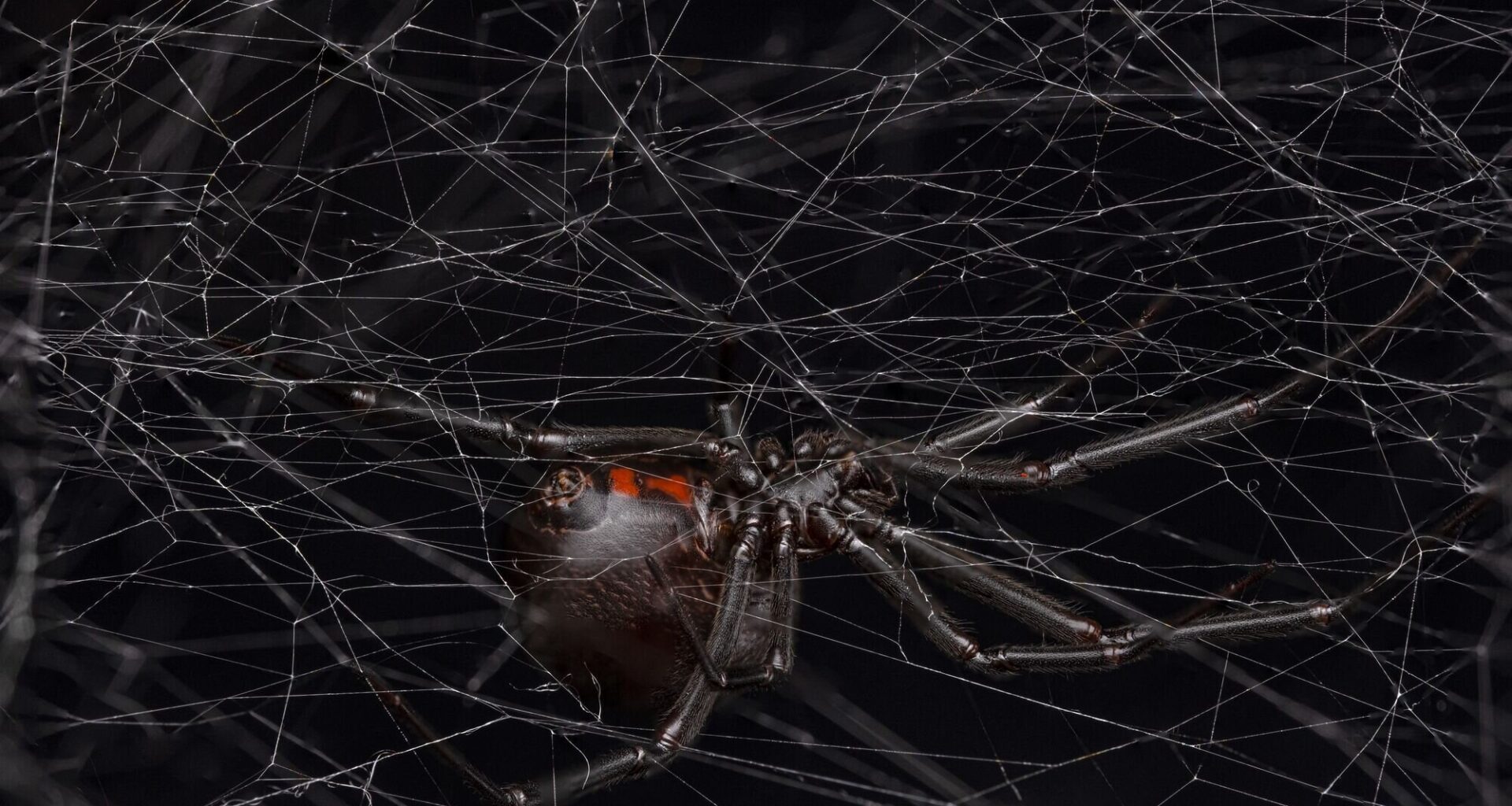 Black widows lure males with smell of 'cheesy feet'
