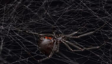 Black widows lure males with smell of 'cheesy feet'