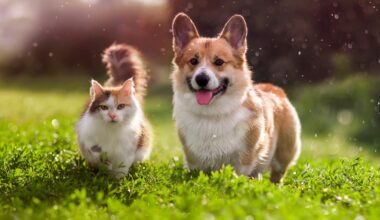 San Antonio Food Bank teams with PetSmart Charities to help feed pets of food-insecure families
