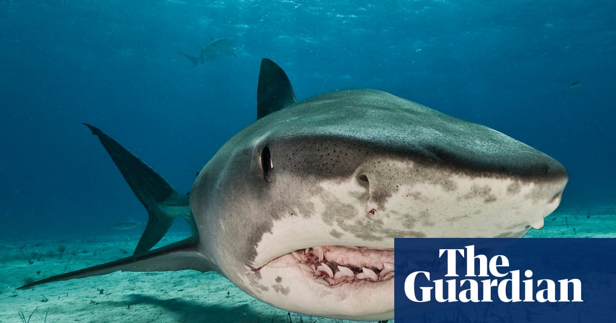 Is there such a thing as a ‘problem shark’? Plan to catch repeat biters divides scientists | Sharks