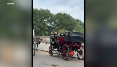 Spooked carriage horse takes off running in New York's Central Park with no one at the reigns