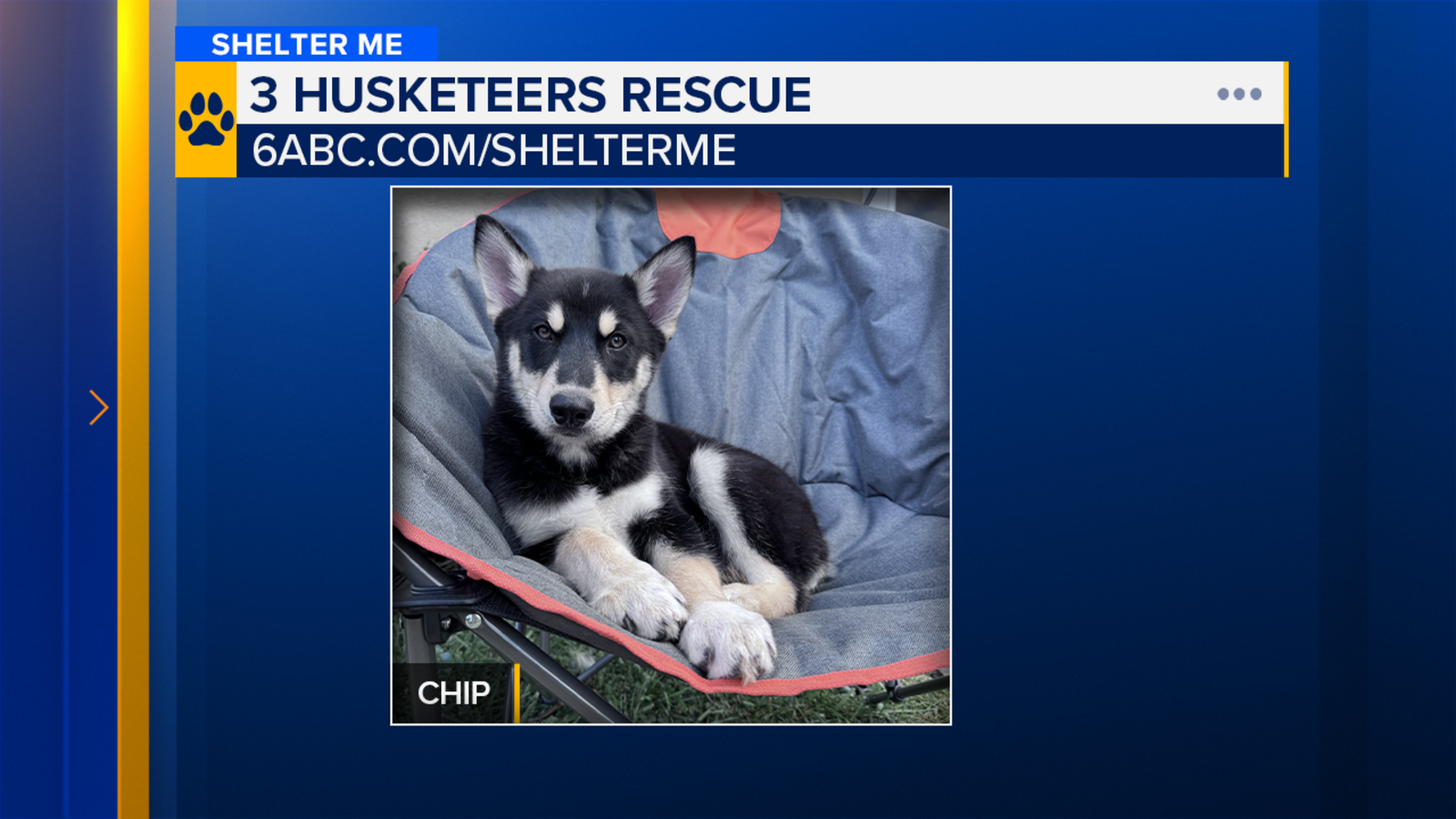 Shelter Me: Meet Chip, a loving pup looking for his person!