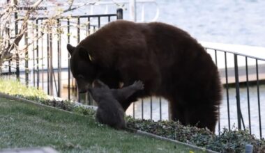 Battle to save Lake Tahoe mama Black bear named Hope from being euthanized continues