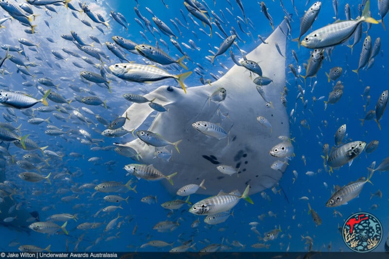 A large manta ray swims underwater surrounded by a dense school of smaller fish, all set against a backdrop of clear blue ocean. A logo and photo credit are visible in the bottom corners.