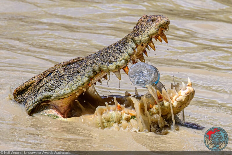 A crocodile with its mouth wide open tries to bite a floating plastic bottle in murky water, highlighting pollution in its natural habitat.