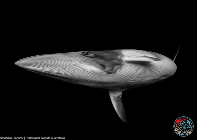 A black and white photo of a minke whale swimming against a dark background, highlighting its smooth body, distinct pleats, and dorsal fin. A colorful circular logo is visible in the bottom right corner.