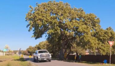 Texas City Is Relocating a 400-Year-Old Oak Tree Named ‘Jolene.’ It’ll Cost Nearly $1 Million