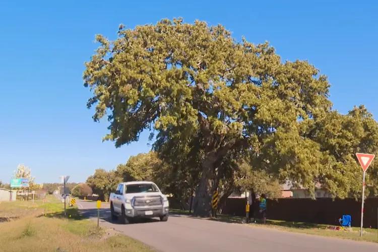 Texas City Is Relocating a 400-Year-Old Oak Tree Named ‘Jolene.’ It’ll Cost Nearly $1 Million