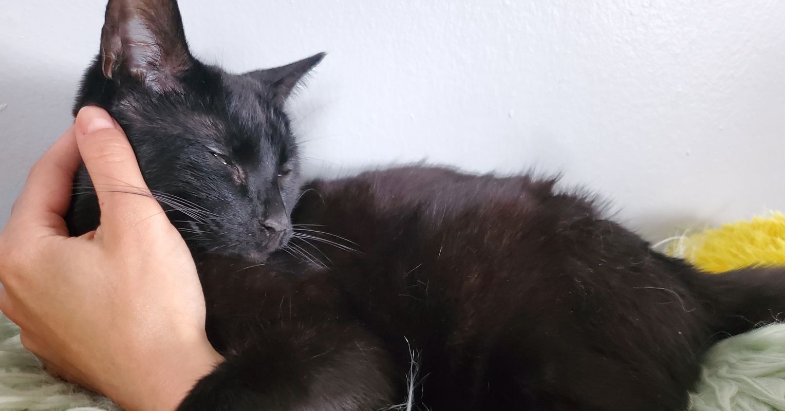 Why My Cat Is a Better Therapist Than AI