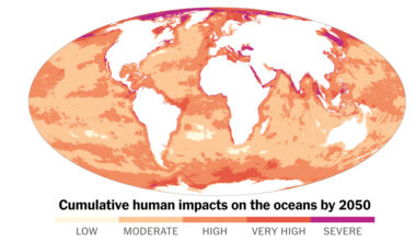 What the Future Ocean Might Look Like Amid Climate Change, Overfishing and More