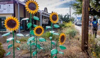 Almeda Fire, Five Years After: Sunflowers brighten downtown Phoenix on Almeda Fire anniversary - Ashland News