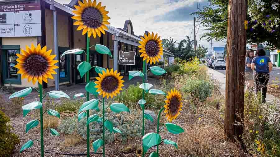 Almeda Fire, Five Years After: Sunflowers brighten downtown Phoenix on Almeda Fire anniversary - Ashland News